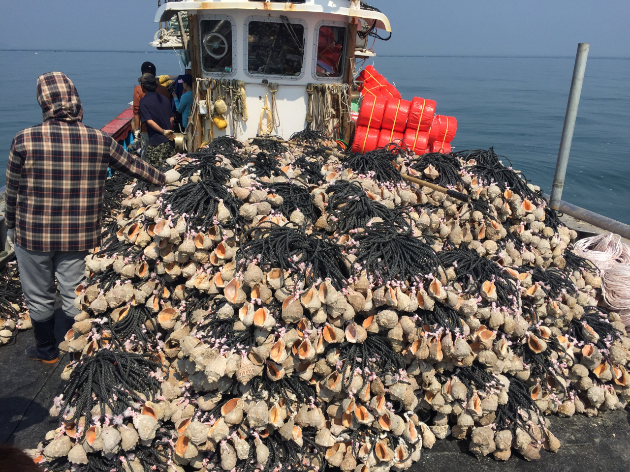 어업선에서 소라껍질에 주꾸미 산란 서식장을 만들어 바다에 뿌리려 하고 있다. [안산시 제공]