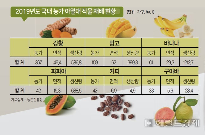국내 농가 아열대 작물 재배 현황