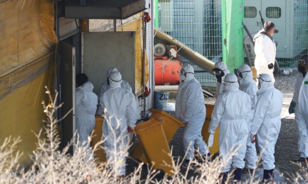Officials cull birds at an egg farm in Hwaseong, south of Seoul, on Thursday. (Yonhap)