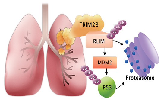 정상폐와 폐얌에서의 트림28-RLIM-MDM2-p53의 연속조절 매커니즘 모식도.[울산의대 제공]
