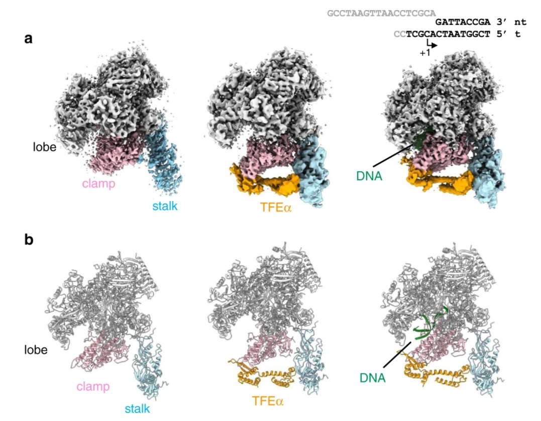 RNA 중합효소 및 전사복합체의 초저온전자현미경 구조.[KBSI 제공]