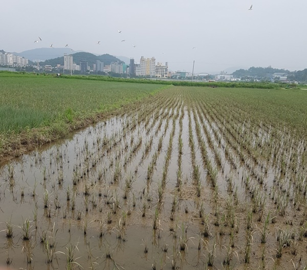 지난 여름 순천만잡월드 현장 인근에 심겨진 벼가 공사과정에서 유입된 액체로 허옇게 변색돼 있다. [피해농민 제공]