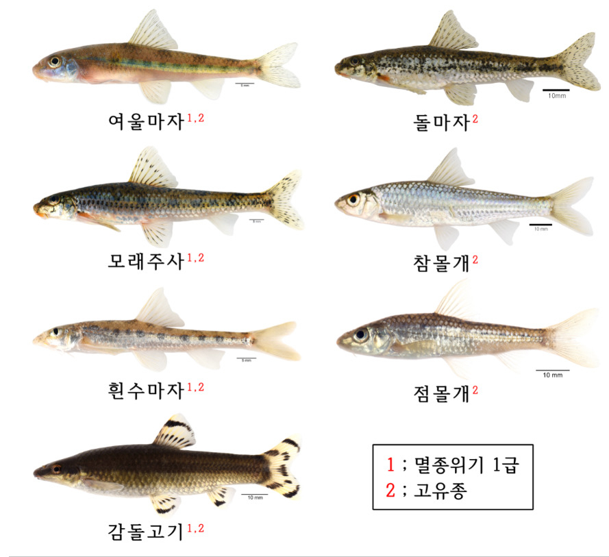 [담수어류]