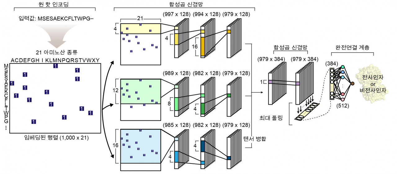 전사인자 예측을 위한 심층학습 모델 네트워크 구조.[KAIST 제공]