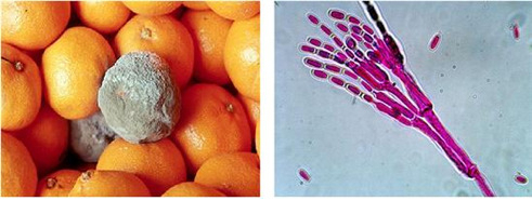 녹색곰팡이병(Penicillium digitatum)의 발생사례와 병원균.[농촌진흥청]