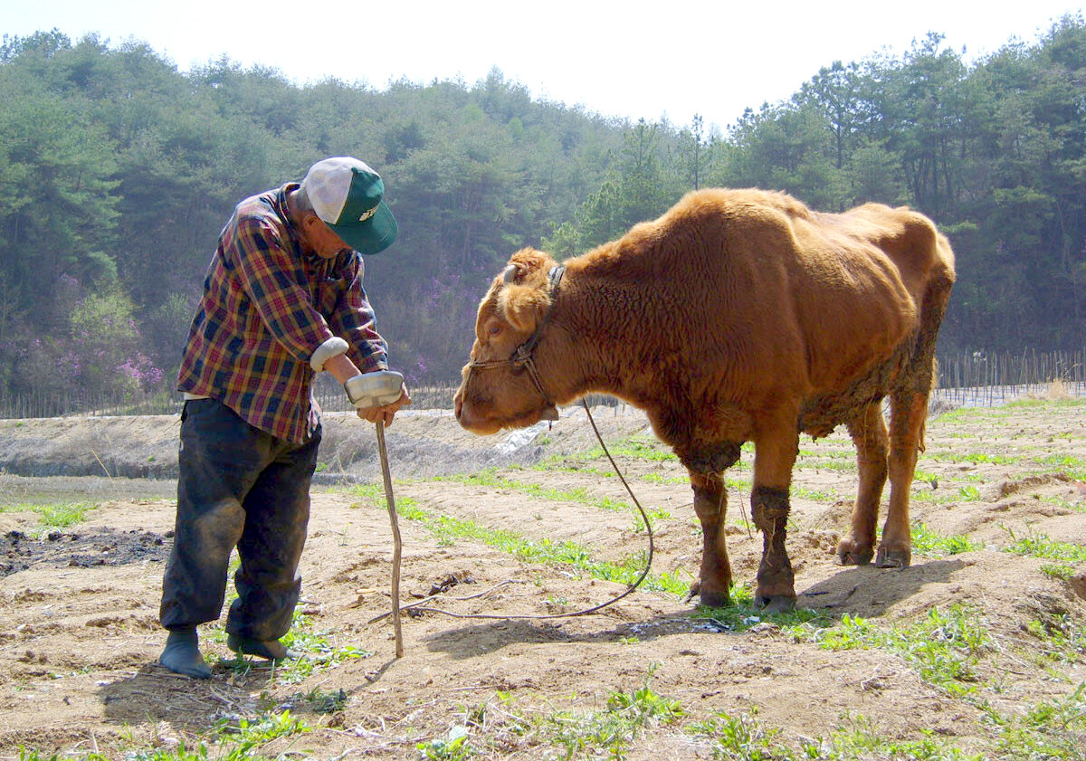단편영화 워낭소리의 한 장면
