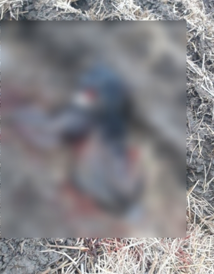 동물을 학대하는 방법을 공유하고 이를 인증하는 카카오톡 오픈채팅방에 올라온 학대 사진 [동물자유연대 홈페이지 캡처]