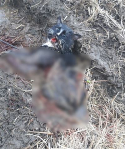 동물학대 오픈채팅방에 공유된 사진. 고양이가 화살에 맞아 피를 흘리고 고통스러워 하고 있다.[동물자유연대 제공]