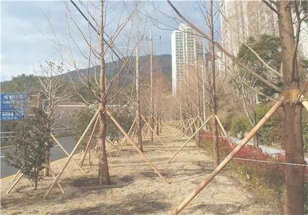 부산 관문대로 주위에 조성된 도시바람길숲 [부산시 제공]