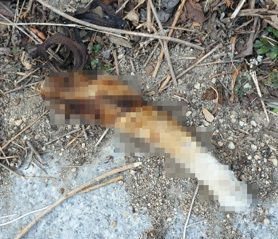 불에 탄 고양이 사체 일부.[부산길고양이연대]