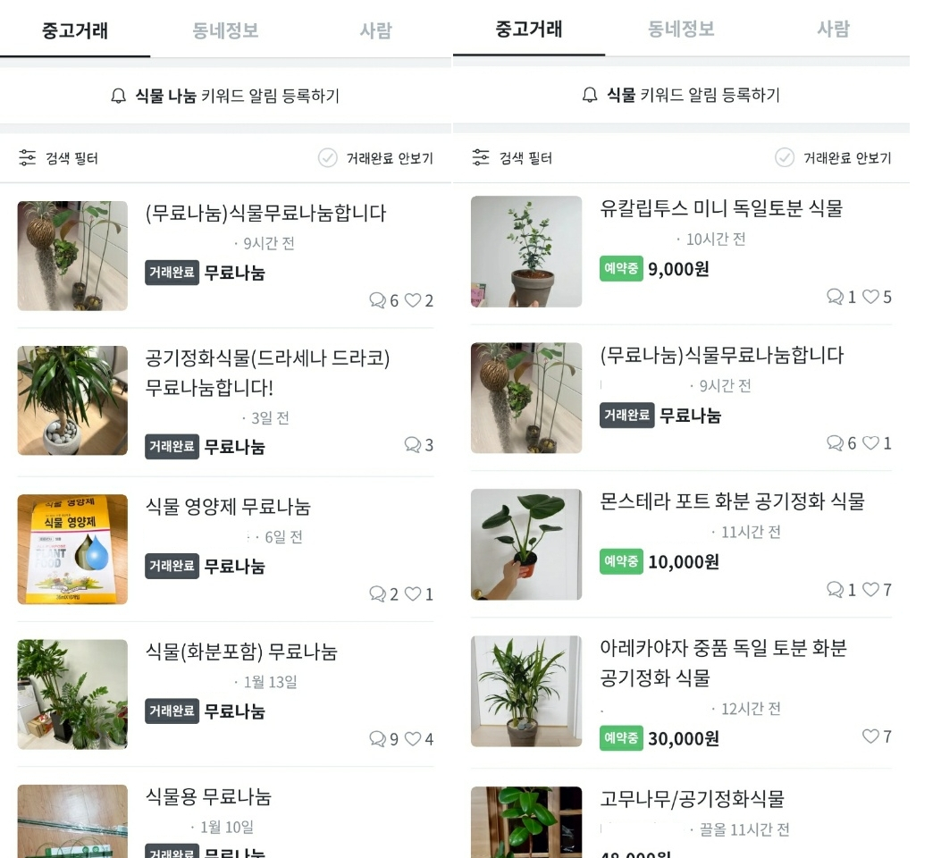 중고거래 플랫폼에 올라온 반려식물 무료 나눔 및 판매 사진. [당근마켓 캡처]