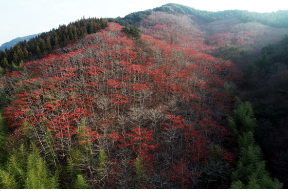 이나무 군락지 전경: 이나무는 생태공원, 가로수, 정원 관상용 등 조경수로 적합하다는 평가를 받고 있다.