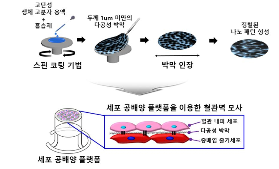 고탄성 생체적합성 고분자를 이용하여 정렬된 나노 패턴을 갖는 세포 공배양 플랫폼 제작과정을 보여주는 모식도. [KIST 제공]