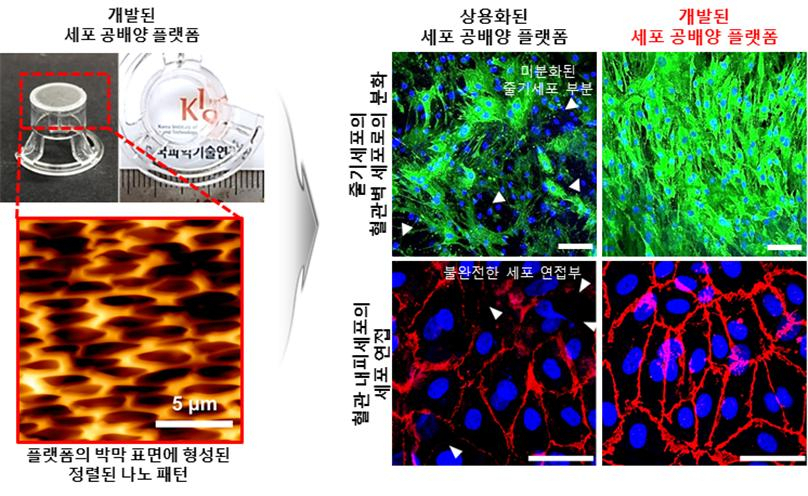 개발된 세포 공배양 플랫폼에서 줄기세포의 분화 효율과 혈관벽 기능에 중요한 세포연접 형성 정도를 보여주는 결과. [KIST 제공]