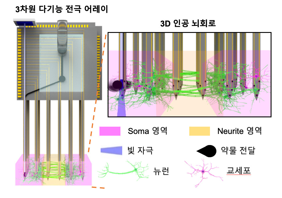 3D 인공 뇌 회로와 자극 및 신경신호 측정을 위한 3차원 다기능 전극 어레이.[KIST 제공]