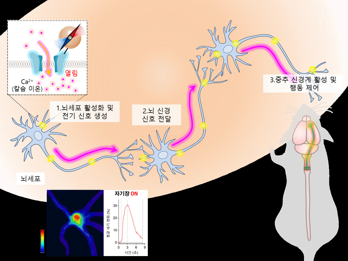 자기유전학을 통한 뇌 신경 활성화 모식도.[IBS 제공]