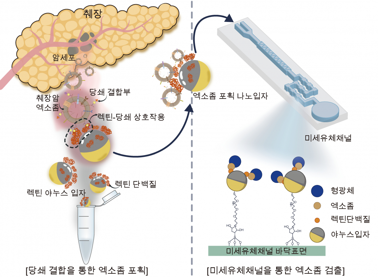 당쇄 반응성 나노입자를 통한 췌장암 엑소좀 포획 및 분석 시스템 모식도.[중앙대 제공]