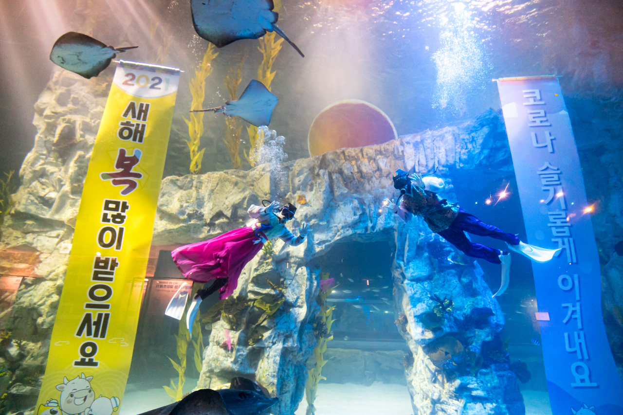 롯데월드 아쿠아리움 아쿠아리스트들의 수중 새해인사