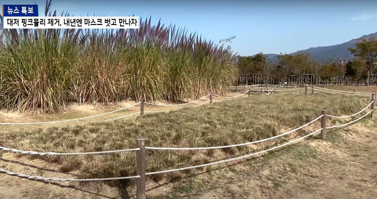 철저한 방역을 위해 핑크뮬리를 갈아엎은 지자체 [btv화면캡쳐]