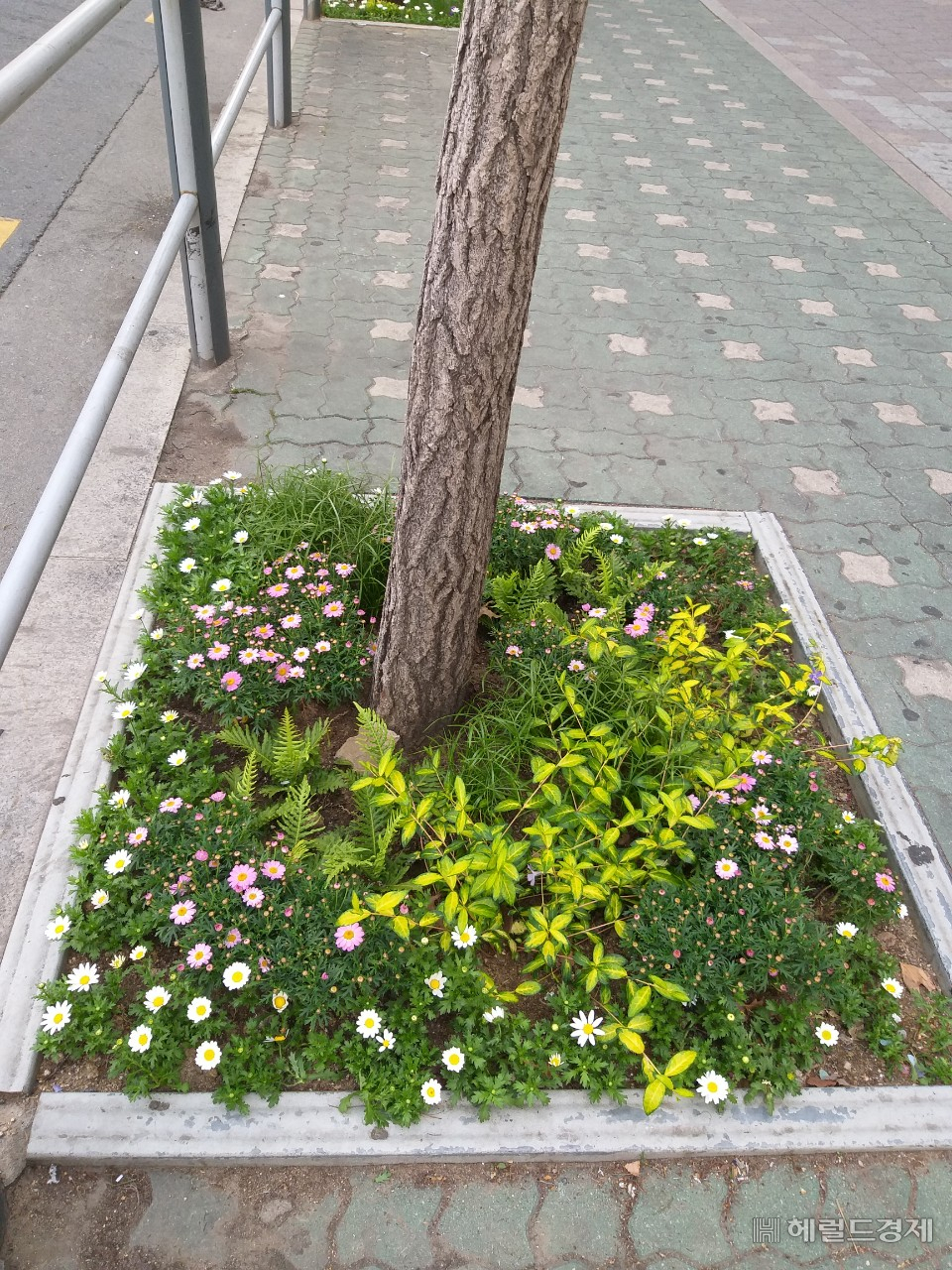 나무돌보미 사업에 참가한 주민이 가로수 밑 화단을 가꾼 모습. [강북구 제공]