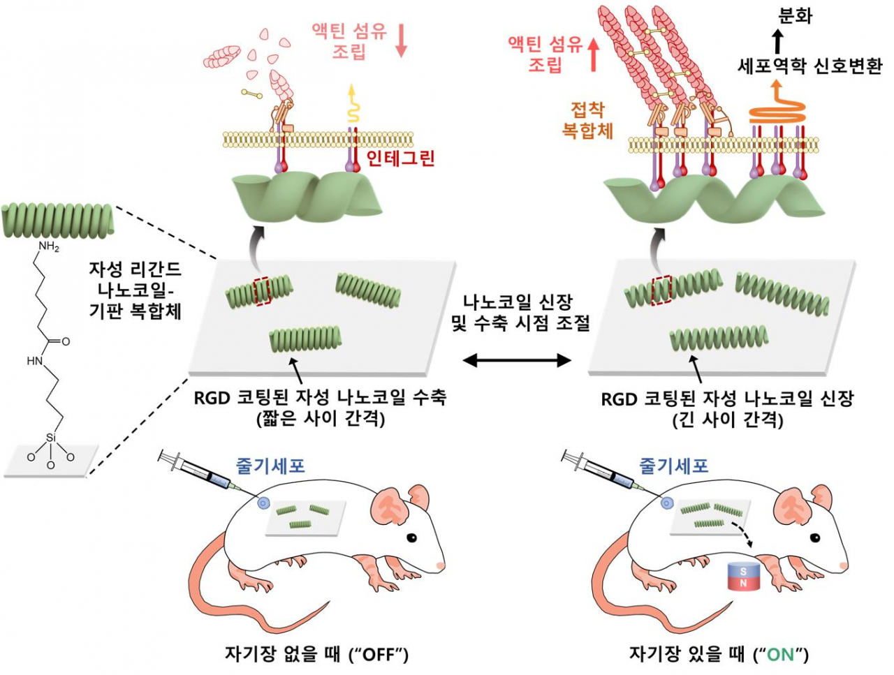 생체 내 나노코일 제어 시스템 모식도.[고려대학교 제공]