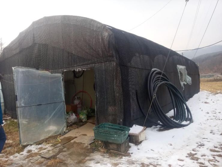 A plastic-covered greenhouse used as accommodation for foreign migrant workers at a farm in Gyeonggi Province. (Yonhap)