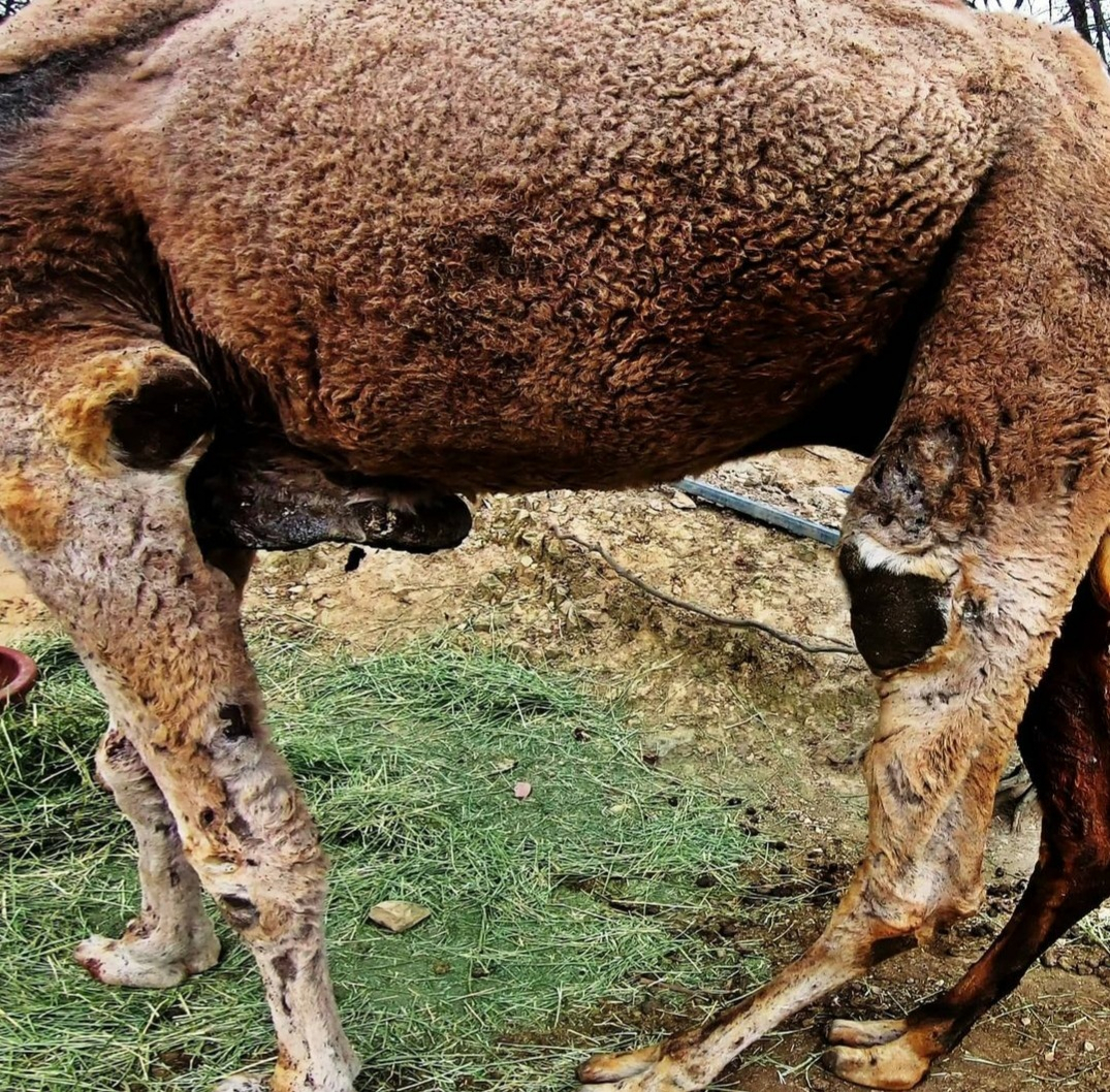 대구 한 동물원에 방치된 낙타. 다리 부분이 온통 염증으로 뒤덮여 있다. [비글구조네트워크 인스타그랩 캡처]