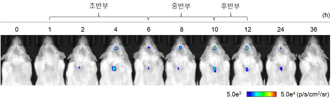 GR 단백질 활성 변화 모습. 후반부 신체와 두뇌에서 활성화된 것을 볼 수 있지만 염증반응은 중단되지 않았다.[한국기초과학지원연구원 제공]
