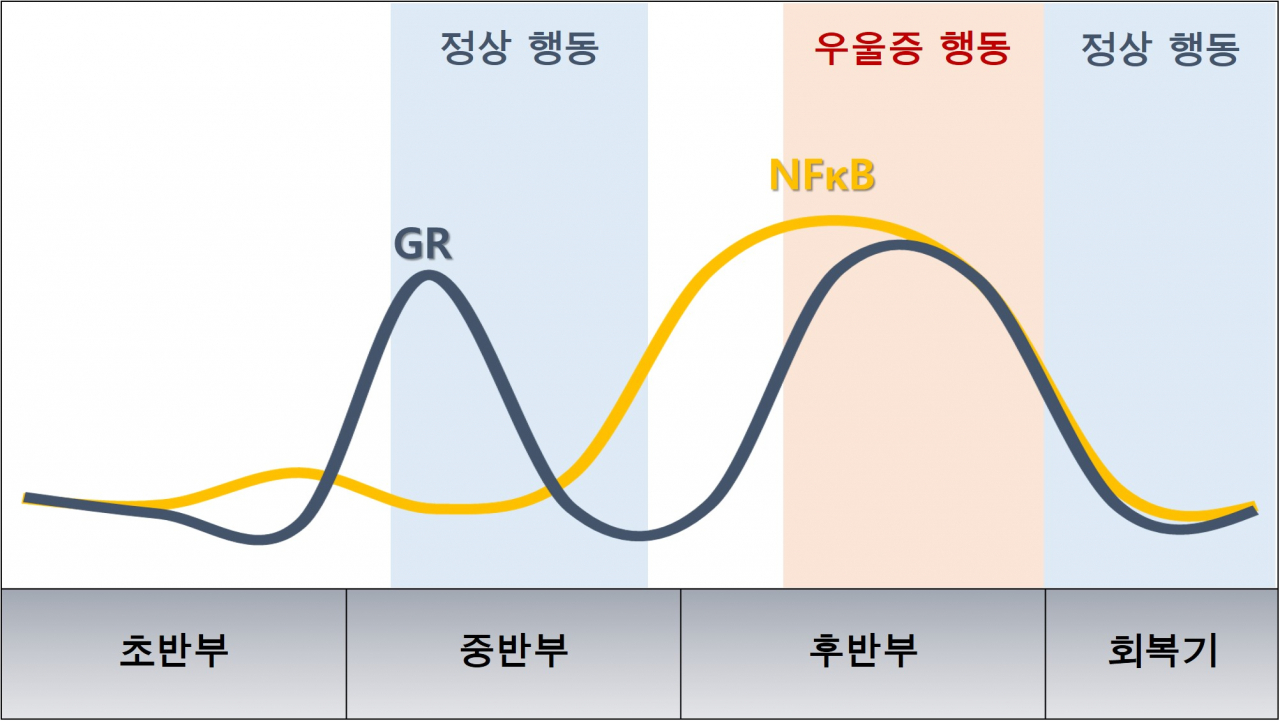 뇌 속의 NF&kappa;B 및 GR 활성 변화와 동물행동 변화. 후반부 뇌에서 NF&kappa;B 활성이 억제되지 않아 우울증 증상을 보였다. [한국기초과학지원연구원 제공]