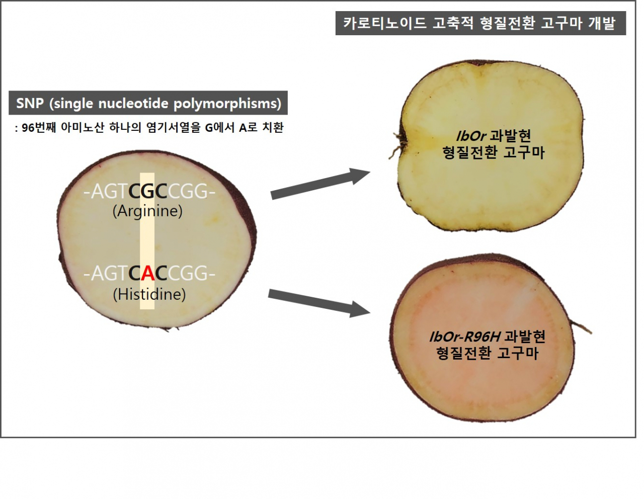 형질전환 고구마 식물체 제작 모식도.[한국생명공학연구원 제공]