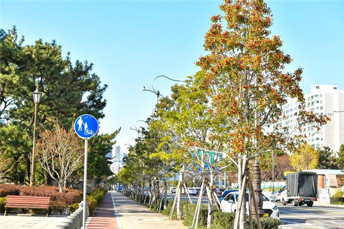 해운대 해변로 가로수길 [부산시 제공]