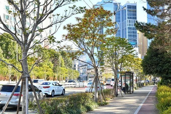 해운대 해변로 가로수길 [부산시 제공]