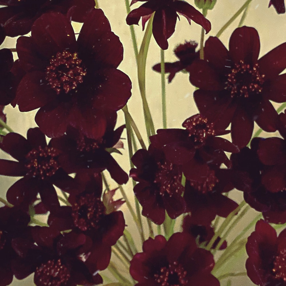 디어 클라우드 [엠와이뮤직 제공]