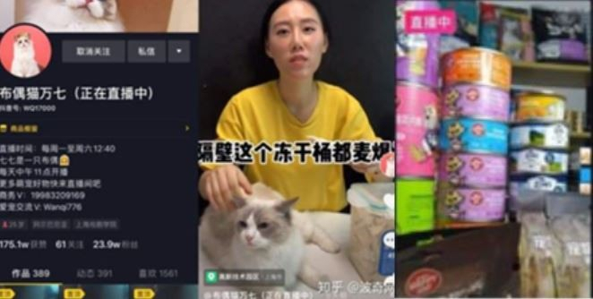 애완동물 라이브방송 모습
