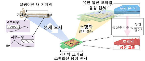 달팽이관 내 기저막을 모사한 모바일 압전 음성센서 원리.[KAIST 제공]