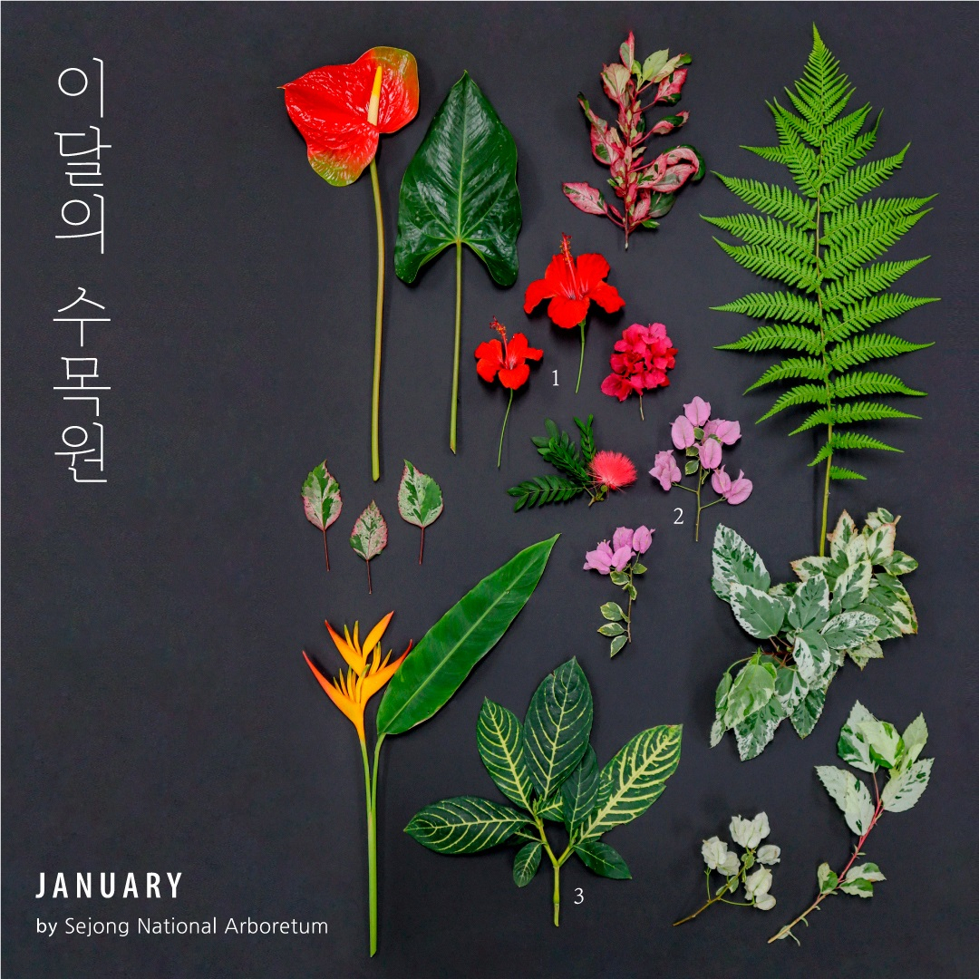 국립세종수목원이 16일 발표한 이달의 수목원 이미지