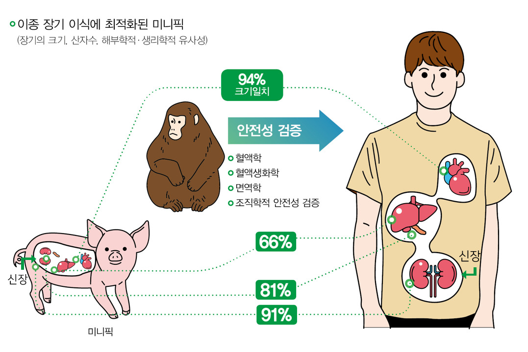 이종 장기 이식에 최적화된 미니픽 모식도.[안전성평가연구소 제공]