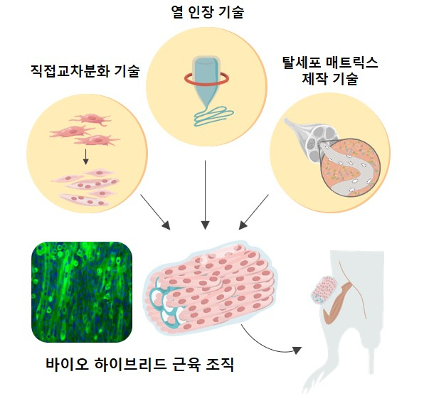 인공근육 조직 개발 및 생체 적용 모식도. ‘열 인장 기술’로 제작한 PCL 파이버에 ‘직접 교차 분화기술’로 제작한 근육세포를 배양했다. ‘탈세포 매트릭스’를 도입해 근육세포 성숙을 앞당겨(분화 촉진) 기능성 인공 근육 조직을 제작해냈다. 마우스의 골격근 결손 부위에 이식한 결과 손상된 근육조직과 혈관, 신경조직이 성공적으로 재생됐다.[IBS 제공]