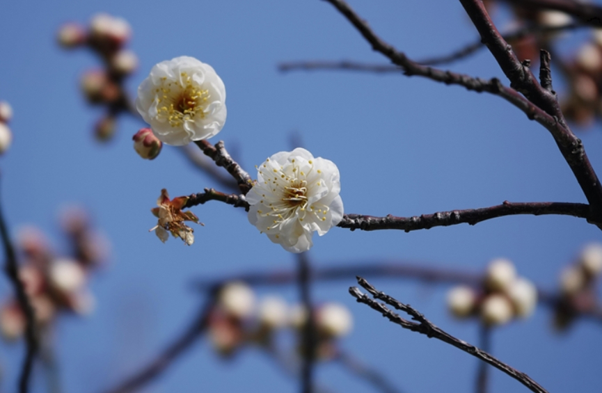 한려해상국립공원 거제도 춘당매 [국립공원공단 제공]