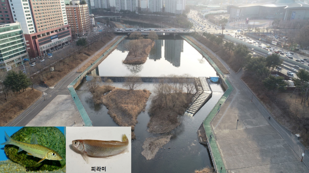 성남 탄천