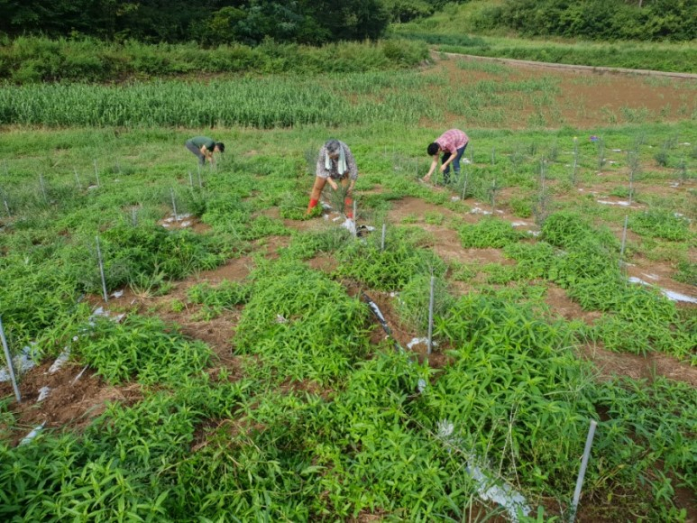 전남 고흥에서 재배되고 있는 아열대 작물 올리브. 한반도 기온이 올라가면서 남유럽이나 중동 지역에서 볼 수 있었던 올리브가 전라남도에서도 재배되고 있다. [사진제공=주동일씨]