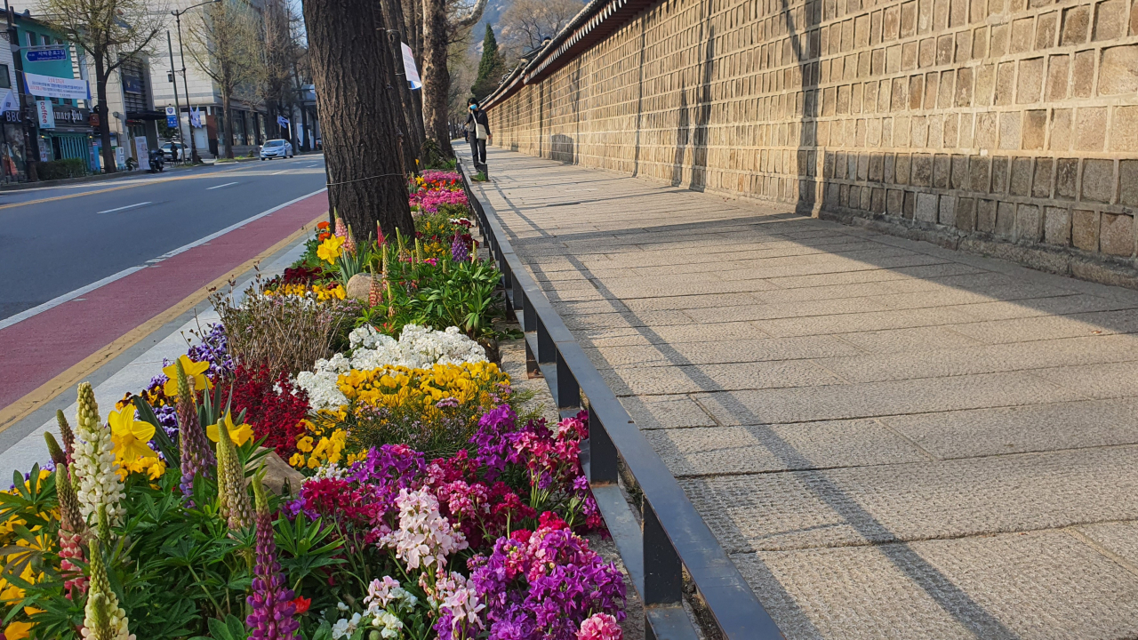 종로구 효자로 봄꽃거리. [서울시 제공]