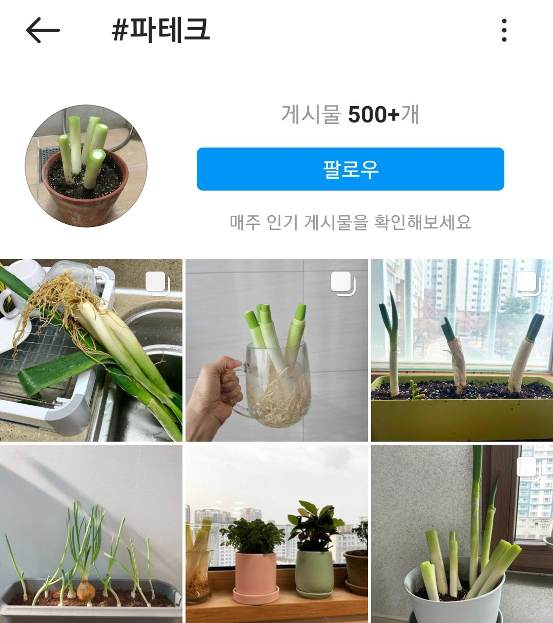 대파 가격이 오르자 파테크, 대파코인 등의 신조어가 생겼다. [인스타그램 캡처]