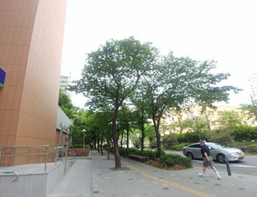 가지치기 작업 후 모습. [동작구 제공]