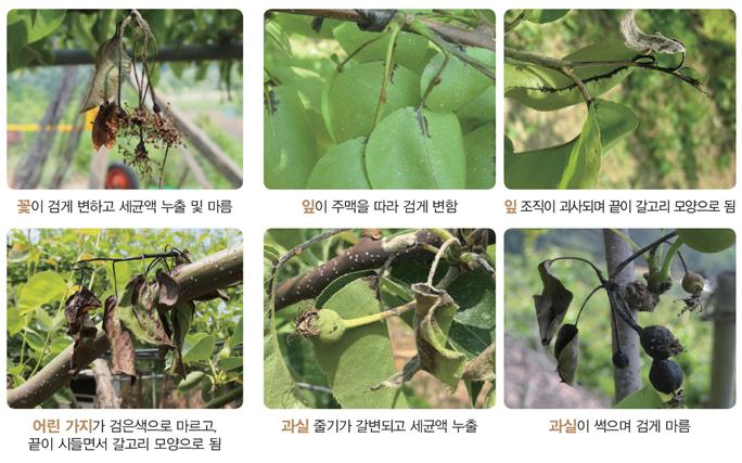 과수화상병 증상[화성시 제공]