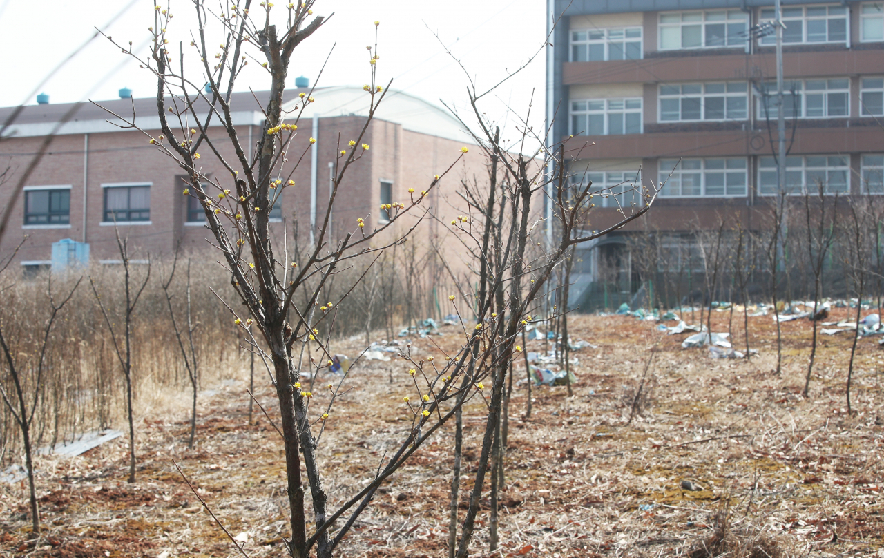 LH 일부 직원들의 광명·시흥 신도시 땅 투기 의혹이 제기된 경기도 시흥시 무지내동의 한 토지에 8일 오후 산수유가 심어져 있다. [연합]