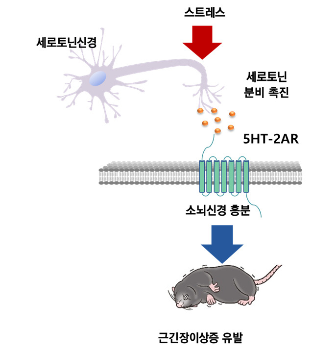 세로토닌에 의한 근긴장이상 발생경로 규명. 스트레스를 받게되면 세로토닌 신경이 흥분하여 세로토닌 분비가 촉진되고 세로토닌이 5HT-2A 세로토닌 수용체에 결합하면 소뇌 신경이 흥분하여 근긴장이상증을 유발한다.[KAIST 제공]