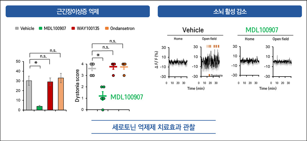 근긴장이상증 신약 효능검사결과. 세로토닌 수용체 억제제인 MDL10090을 처리한 결과 스트레스성 근긴장이상증을 보이는 동물에서 현저한 치료효과가 입증되었다. 또한 MDL100907 는 근긴장이상증을 유발하는 소뇌신경의 흥분을 억제한다. [KAIST 제공]