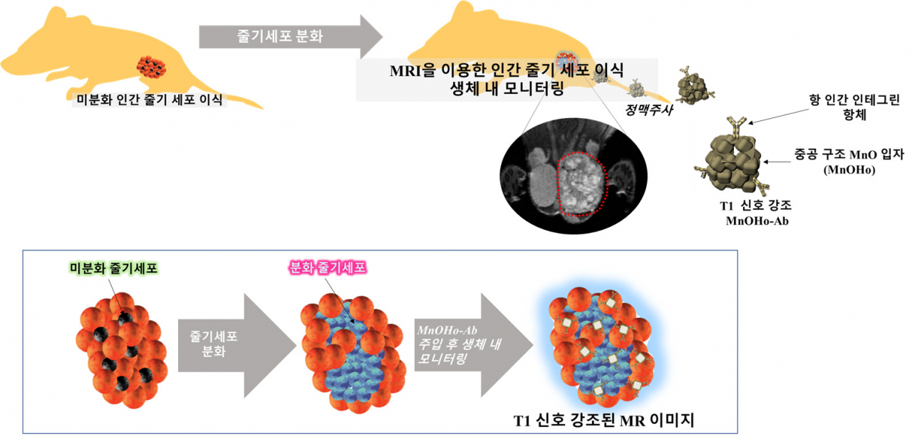 특정 인테그린을 표적하는 망간나노 입자를 사용해 MRI 영상 기반의 인간 줄기세포의 모니터링 시스템의 개략도. 망간나노입자는 이식 후 모든 계통에서 분화 된 인간 줄기세포를 표적으로 하고 모니터링 할 수 있다.[한국생명공학연구원 제공]