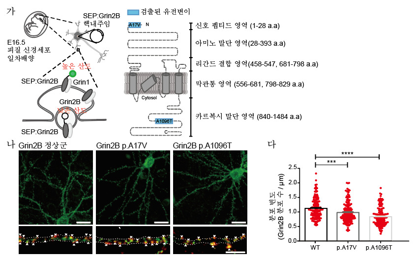 신경세포의 시냅스 형성을 망가뜨리는 조현병 환자 뇌 특이 체성 유전변이.[KAIST 제공]